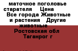 маточное поголовье старателя  › Цена ­ 2 300 - Все города Животные и растения » Другие животные   . Ростовская обл.,Таганрог г.